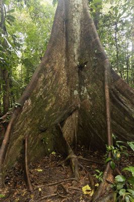  Into the Jungle: A Colombian Adventure in Plant Life - Discover the Enchanting World of Amazonian Flora